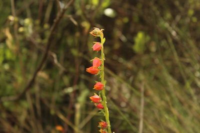 Echeveria bicolor, photographed by Andrés Ramírez-Barrera