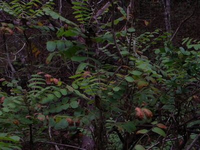 Comocladia macrophylla, photographed by Arturo Castro Castro