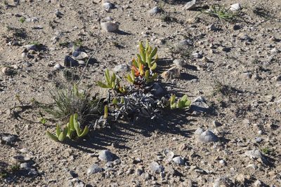 Carpobrotus quadrifidus, photographed by Tony Rebelo