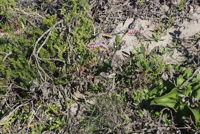 Limonium peregrinum, photographed by Tony Rebelo