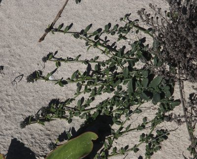 Limeum africanum, photographed by Tony Rebelo