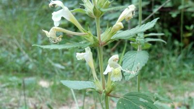 Galeopsis segetum, photographed by Josep Gesti