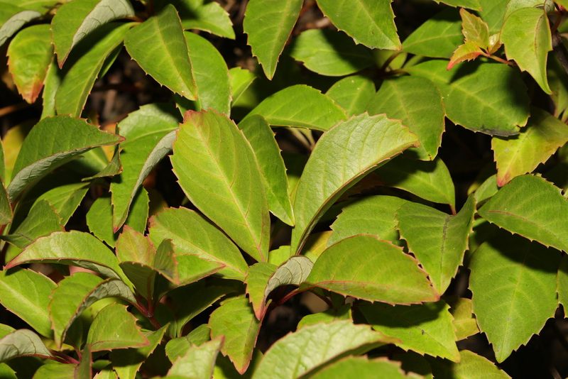 Parthenocissus henryana, photographed by Stephen James McWilliam