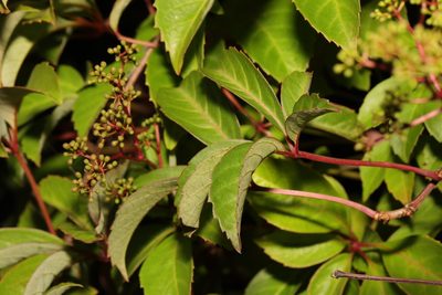 Parthenocissus henryana, photographed by Stephen James McWilliam
