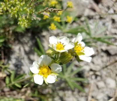 Drymocallis lactea, photographed by Jonathan Curley