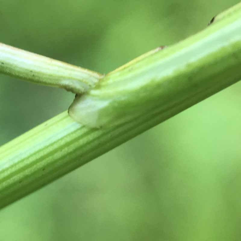 Juncus dudleyi, photographed by Summit Metro Parks