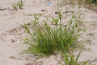 Cyperus grayi, photographed by Zihao Wang