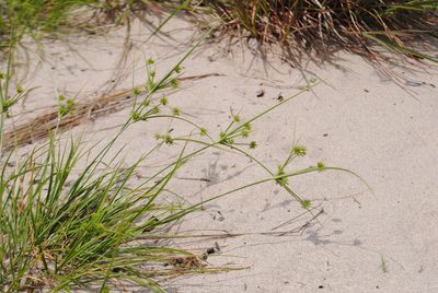 Cyperus grayi, photographed by Zihao Wang
