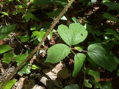 Rubus dasyphyllus, photographed by Duncan Cunningham
