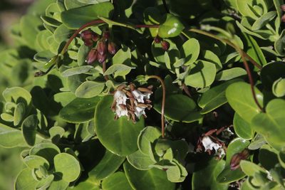 Cynanchum africanum, photographed by Tony Rebelo