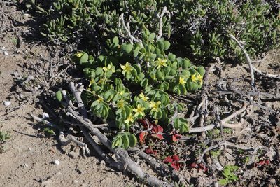 Roepera cordifolia, photographed by Tony Rebelo