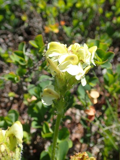 Pedicularis tuberosa, photographed by Julien Renoult