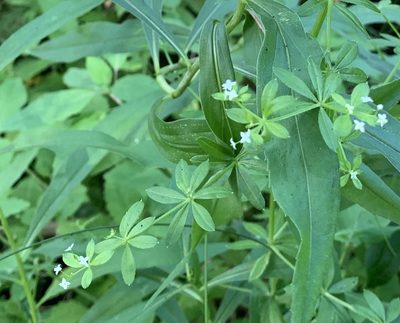 Galium asprellum, photographed by scaup