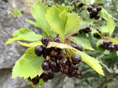 Crataegus douglasii, photographed by davidbroadland