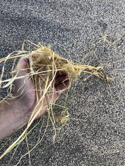 Muhlenbergia multiflora, photographed by Jared Shorma