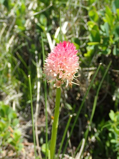 Gymnadenia corneliana, photographed by Julien Renoult