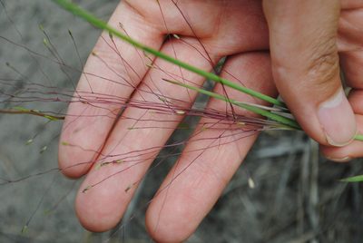Digitaria cognata, photographed by Zihao Wang
