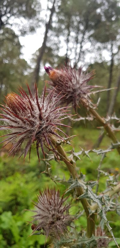 Cirsium oaxacanum, photographed by Eugenio Padilla