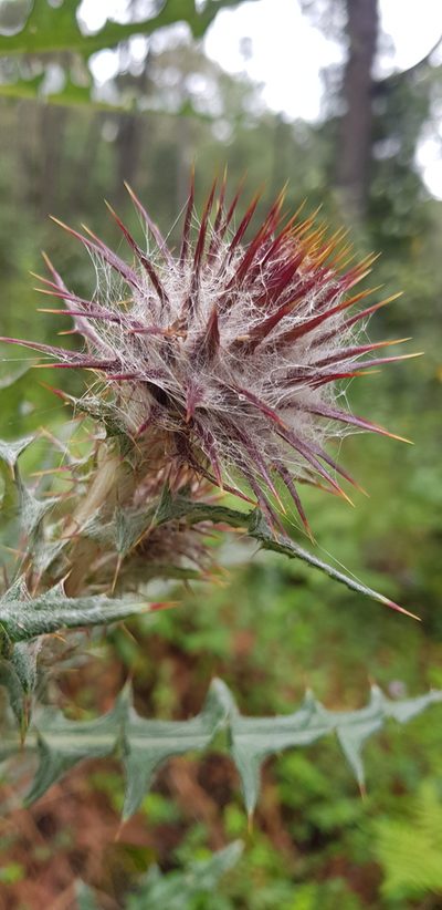 Cirsium oaxacanum, photographed by Eugenio Padilla