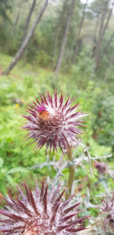 Cirsium oaxacanum, photographed by Eugenio Padilla