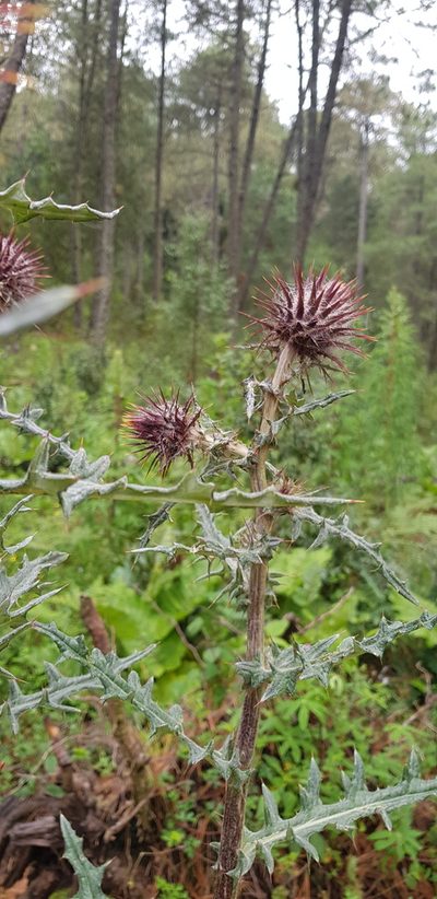 Cirsium oaxacanum, photographed by Eugenio Padilla