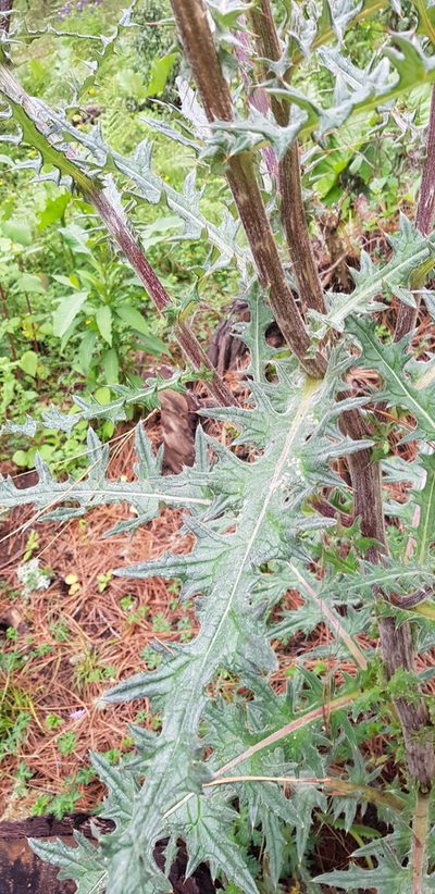 Cirsium oaxacanum, photographed by Eugenio Padilla