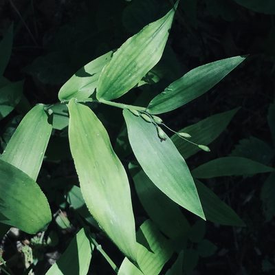 Dichanthelium boscii, photographed by Summit Metro Parks