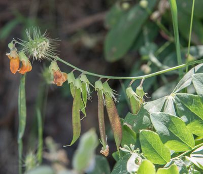 Lathyrus sulphureus, photographed by Don Loarie