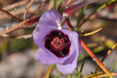 Alyogyne hakeifolia, photographed by dhfischer