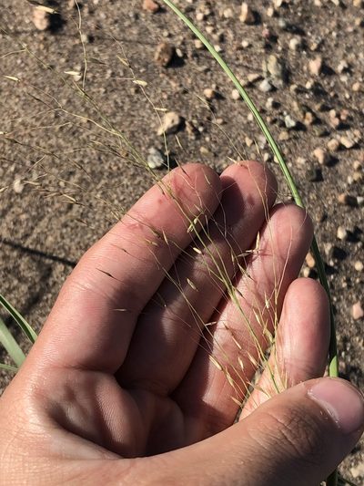 Muhlenbergia multiflora, photographed by Jared Shorma