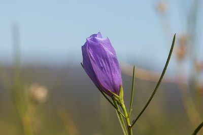 Alyogyne hakeifolia, photographed by dhfischer