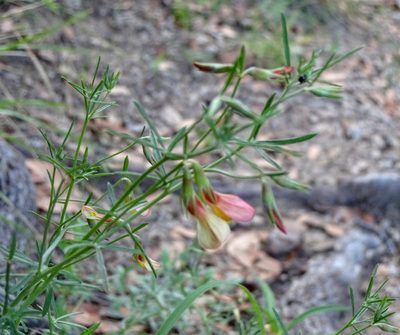 Acmispon oroboides, photographed by Andrew Tree