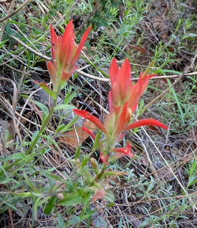Castilleja nelsonii, photographed by Andrew Tree