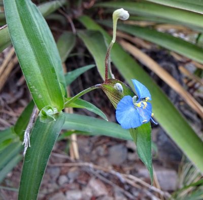 Commelina dianthifolia, photographed by Andrew Tree