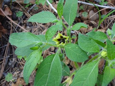 Physalis caudella, photographed by Andrew Tree