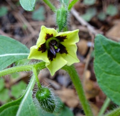 Physalis caudella, photographed by Andrew Tree