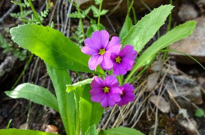 Primula rusbyi, photographed by Andrew Tree