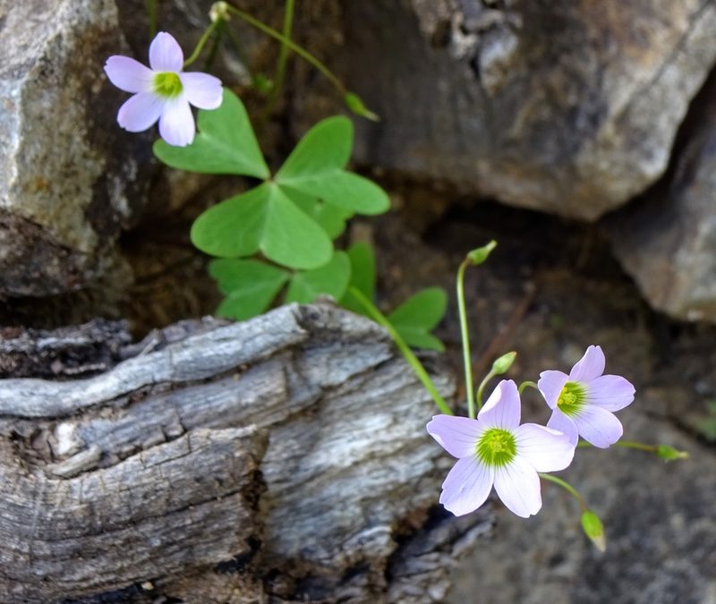 Oxalis alpina, photographed by Andrew Tree