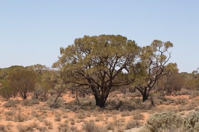 Acacia papyrocarpa, photographed by dhfischer