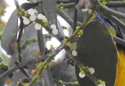 Phoradendron dipterum, photographed by B. Phalan