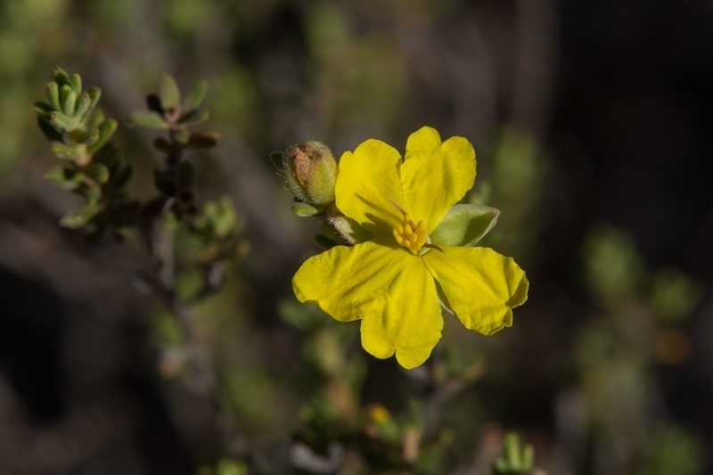 Hibbertia setifera, photographed by dhfischer