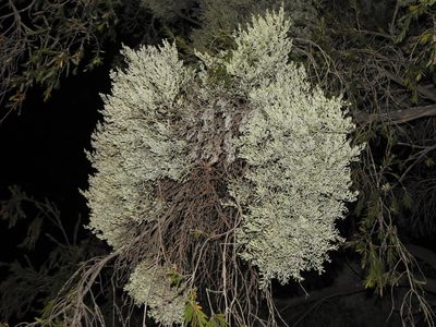 Notothixos incanus, photographed by Greg Tasney