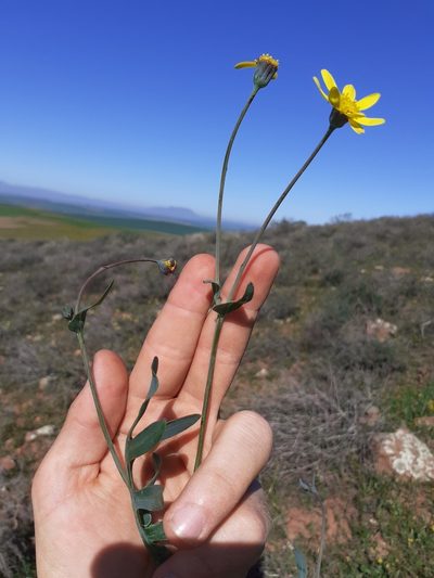 Othonna pinnata, photographed by Brian du Preez