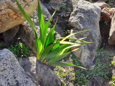 Watsonia vanderspuyae, photographed by Brian du Preez