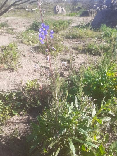 Heliophila digitata, photographed by Brian du Preez