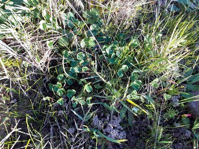 Indigofera procumbens, photographed by Brian du Preez