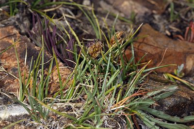 Carex incurviformis, photographed by Steve Matson