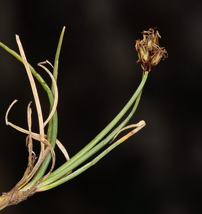 Carex incurviformis, photographed by Steve Matson