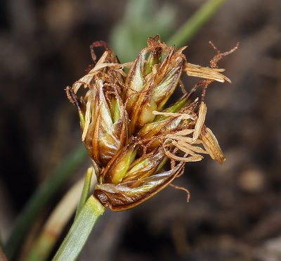 Carex incurviformis, photographed by Steve Matson