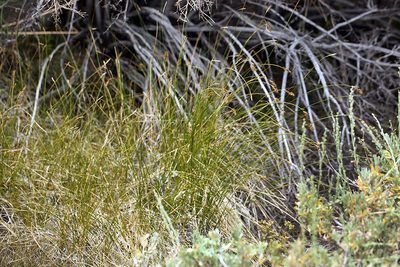 Carex occidentalis, photographed by Steve Matson